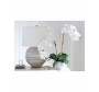 White orchid in white ceramic pot