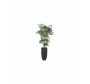 Classic artificial tropical tree