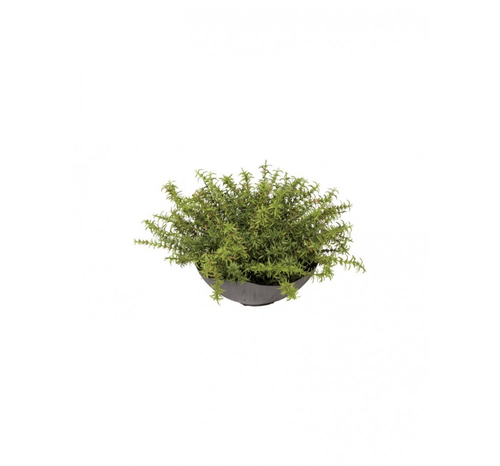 Grass in dark gray bowl