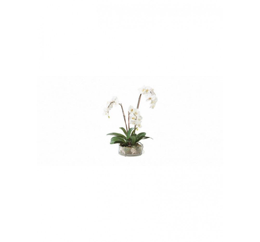 Three-stem white phalaenopsis in a clear glass bowl