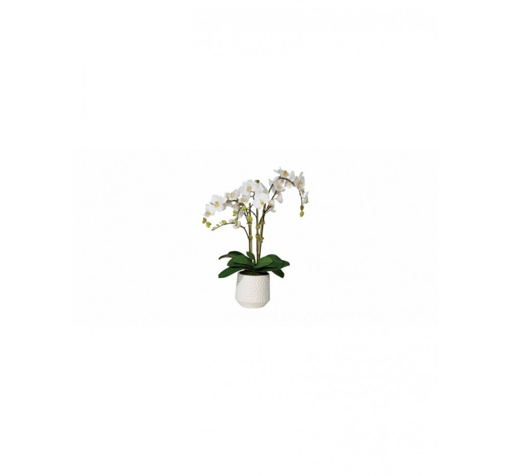 Phalaenopsis in a white ceramic pot